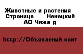  Животные и растения - Страница 11 . Ненецкий АО,Чижа д.